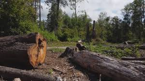 Best Tree Risk Assessment  in Kirtland Af, NM