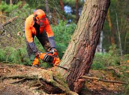 Best Tree and Shrub Care  in Kirtland Af, NM