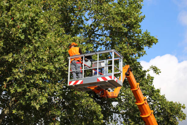  Kirtland Af, NM Tree Removal Pros