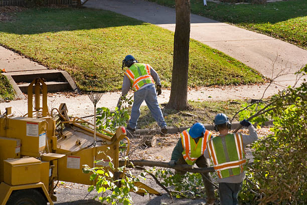 Best Utility Line Clearance  in Kirtland Af, NM
