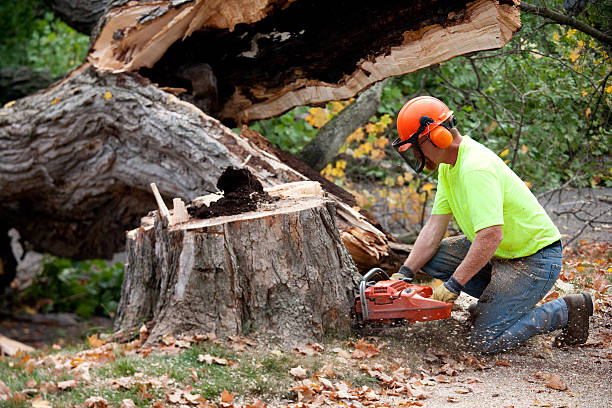 Best Root Management and Removal  in Kirtland Af, NM