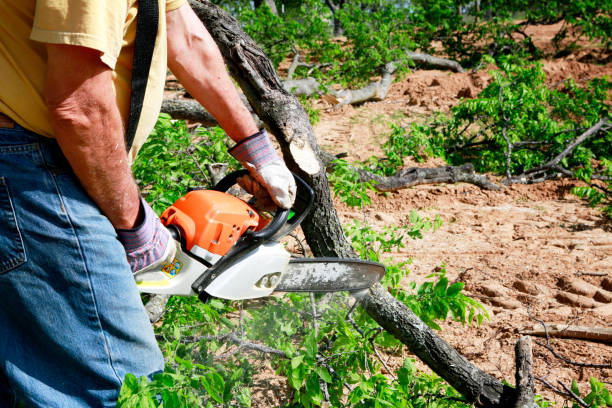 Best Tree Health Inspection  in Kirtland Af, NM